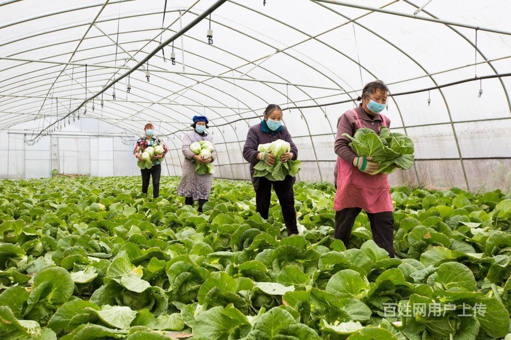 【图】- 厦门 专业蔬菜批发配送公司,工厂食材配送 - 厦门同安餐饮美