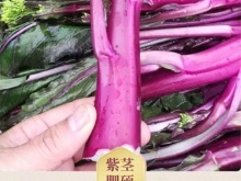 厦门食材配送
